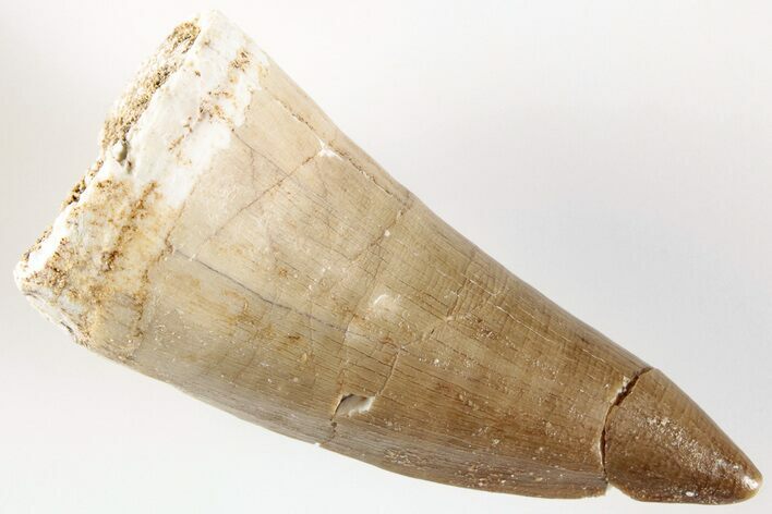 1.95" Fossil Mosasaur (Mosasaurus) Tooth - Morocco